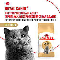 Royal Canin British Shorthair Adult Корм сухой сбалансированный для взрослых британских короткошерстных кошек, 2 кг